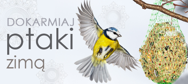 Grafika: Dokarmiamy ptaki