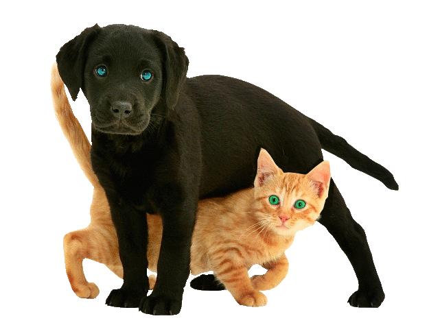 Ruchomy Gif: Czarny szczeniak i rudy kot