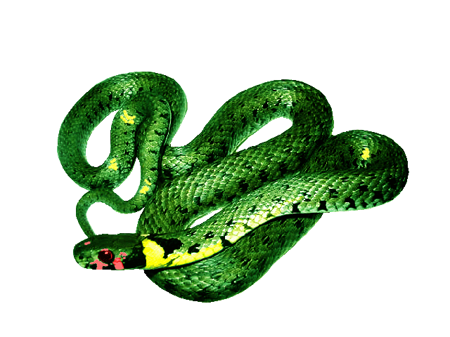 Grafika: Wycieczka kl. III i V do egzotycznego ZOO w Tuchlinie.