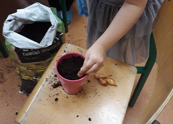 Przedszkolak sadzi cebulke w doniczce