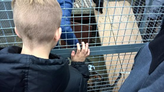 Grafika #2: Wycieczka do schroniska BAJER w Małoszycach