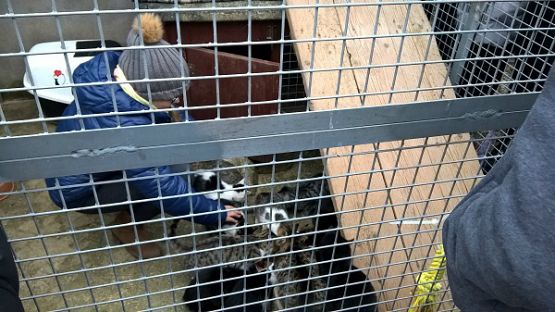 Grafika #3: Wycieczka do schroniska BAJER w Małoszycach