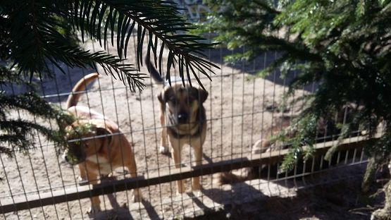 Grafika #3: Wizyta na cmentarzu w Lęborku oraz w schronisku dla zwierząt w Małoszycach