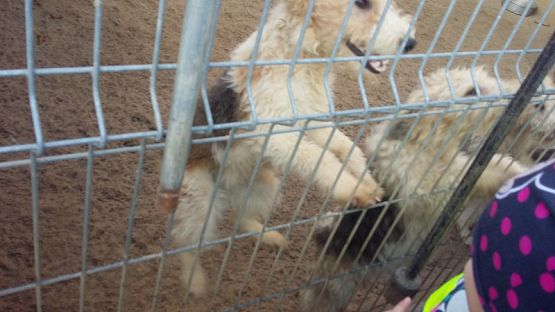 Grafika #5: Wizyta na cmentarzu w Lęborku oraz w schronisku dla zwierząt w Małoszycach