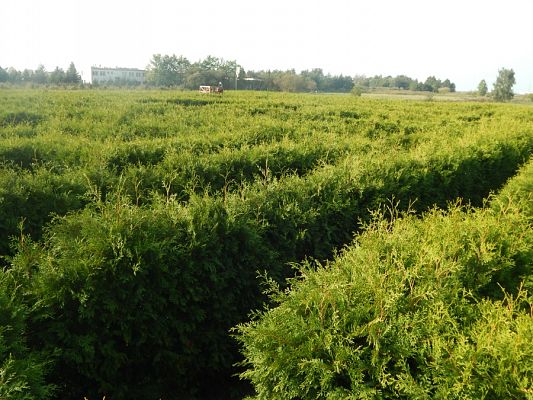  Grafika #9: Wycieczka kl. VII do Łeby