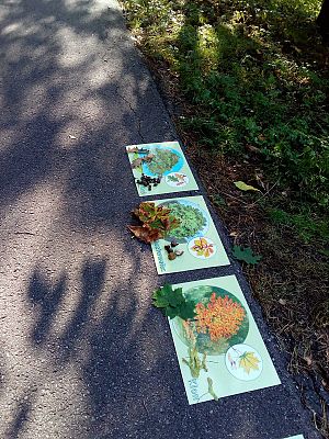 Grafika #2: Leśna galeria