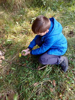 Grafika #7: Leśna galeria