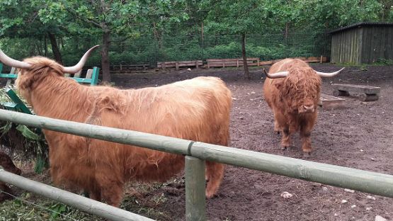  Grafika #34: Wycieczka do Parku Dinozaurów w Łebie