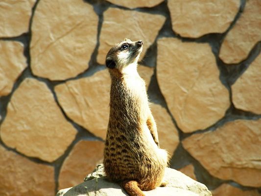  Grafika #26: Wycieczka kl. V i VI do ZOO