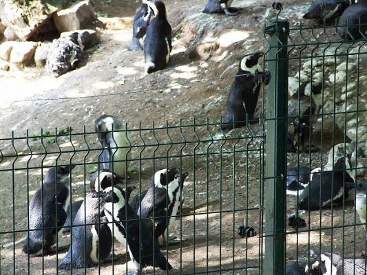  Grafika #27: Wycieczka kl. V i VI do ZOO