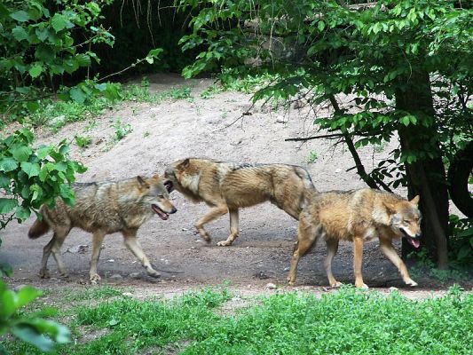  Grafika #28: Wycieczka kl. V i VI do ZOO