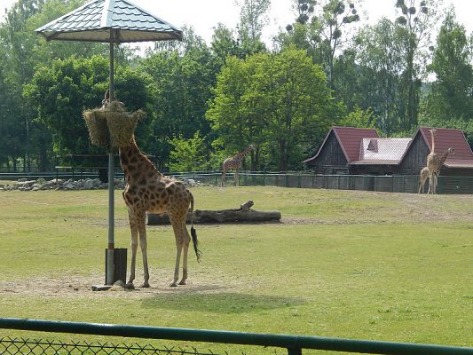  Grafika #1: Wycieczka kl. V i VI do ZOO