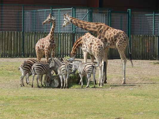  Grafika #6: Wycieczka kl. V i VI do ZOO