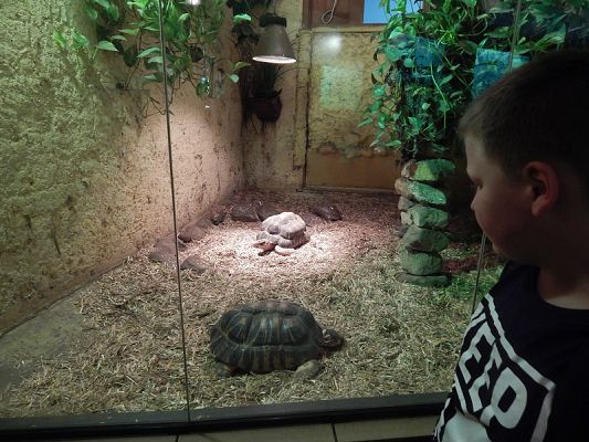  Grafika #10: Wycieczka kl. V i VI do ZOO