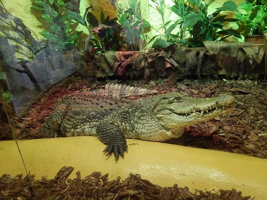  Grafika #12: Wycieczka kl. V i VI do ZOO