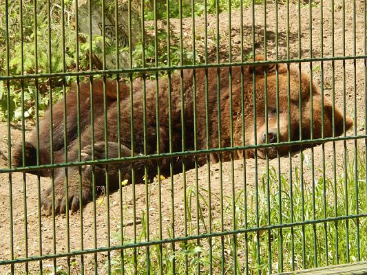  Grafika #15: Wycieczka kl. V i VI do ZOO