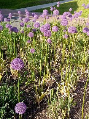  Grafika #64: Wycieczka kl. II g i III g do Olsztyna