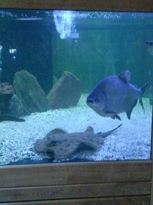 Grafika #15: Wycieczka kl. III i V do egzotycznego ZOO w Tuchlinie.