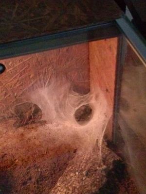 Grafika #20: Wycieczka kl. III i V do egzotycznego ZOO w Tuchlinie.