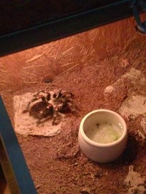 Grafika #21: Wycieczka kl. III i V do egzotycznego ZOO w Tuchlinie.