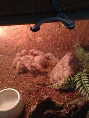 Grafika #22: Wycieczka kl. III i V do egzotycznego ZOO w Tuchlinie.