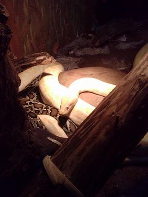 Grafika #25: Wycieczka kl. III i V do egzotycznego ZOO w Tuchlinie.