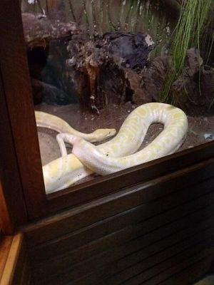 Grafika #26: Wycieczka kl. III i V do egzotycznego ZOO w Tuchlinie.