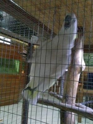 Grafika #27: Wycieczka kl. III i V do egzotycznego ZOO w Tuchlinie.