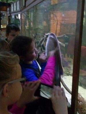 Grafika #28: Wycieczka kl. III i V do egzotycznego ZOO w Tuchlinie.