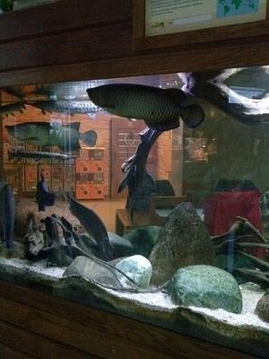 Grafika #29: Wycieczka kl. III i V do egzotycznego ZOO w Tuchlinie.