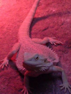 Grafika #44: Wycieczka kl. III i V do egzotycznego ZOO w Tuchlinie.