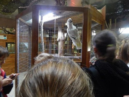 Grafika #7: Wycieczka kl. III i V do egzotycznego ZOO w Tuchlinie.