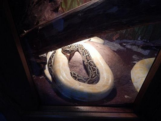 Grafika #10: Wycieczka kl. III i V do egzotycznego ZOO w Tuchlinie.