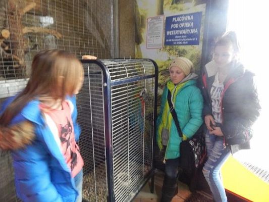 Grafika #14: Wycieczka kl. III i V do egzotycznego ZOO w Tuchlinie.