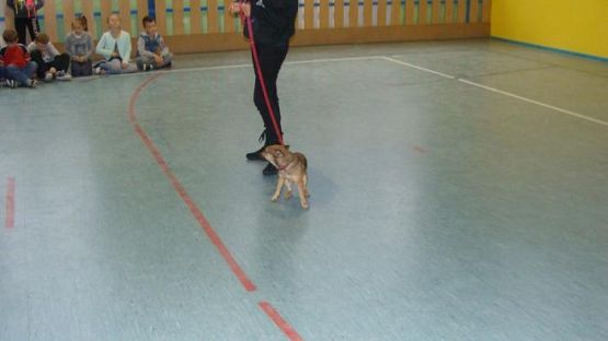  Grafika #3: Schronisko dla bezdomnych zwierząt OTOZ Animals w Dąbrówce k/ Wejherowa