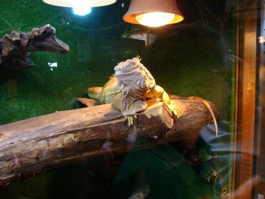  Grafika #11: Wycieczka do Parku Edukacyjnego - ZOO Egzotyczne na Kaszubach