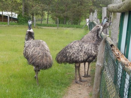  Grafika #16: Z wizytą na strusiej farmie w Kniewie