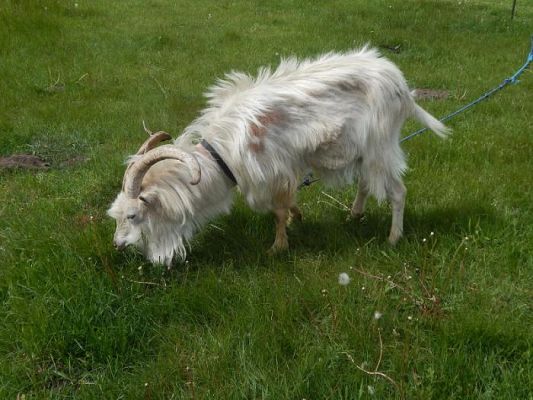  Grafika #18: Z wizytą na strusiej farmie w Kniewie