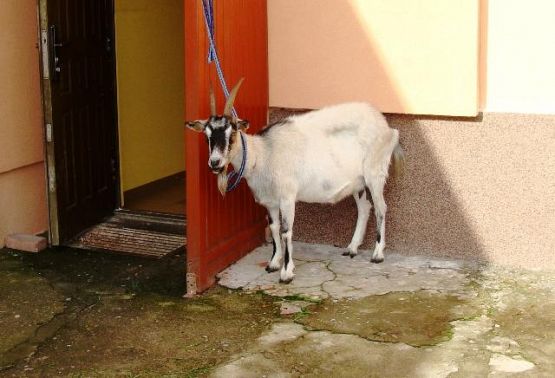  Grafika #0: Spotkanie z .kozą