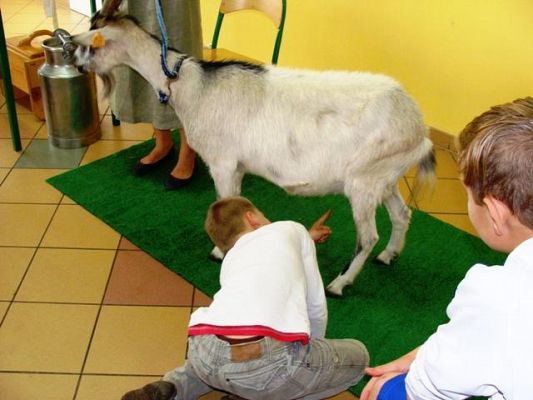  Grafika #6: Spotkanie z .kozą