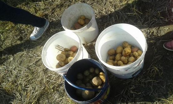  Grafika #25: Oddział Przedszkolny i klasa I świętują Dzień Pieczonego Ziemniaka 2015 r.