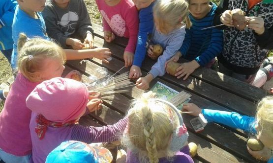  Grafika #32: Oddział Przedszkolny i klasa I świętują Dzień Pieczonego Ziemniaka 2015 r.