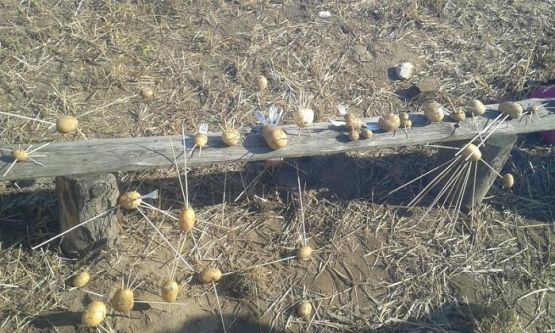  Grafika #35: Oddział Przedszkolny i klasa I świętują Dzień Pieczonego Ziemniaka 2015 r.