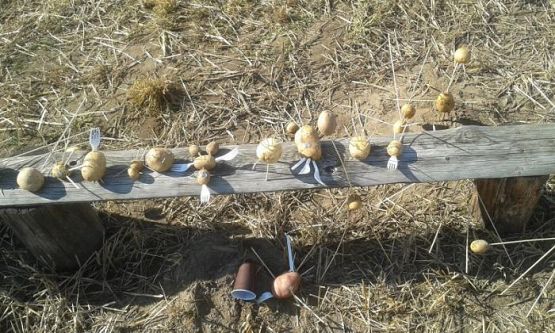  Grafika #36: Oddział Przedszkolny i klasa I świętują Dzień Pieczonego Ziemniaka 2015 r.