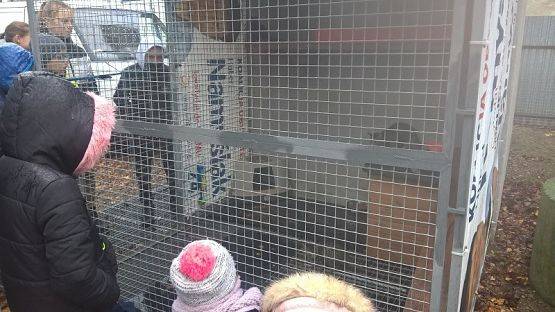  Grafika #5: Wizyta w schronisku zwierząt w Małoszycach