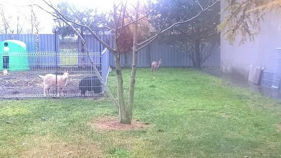  Grafika #14: Wizyta w schronisku zwierząt w Małoszycach