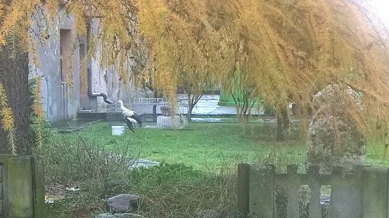  Grafika #16: Wizyta w schronisku zwierząt w Małoszycach