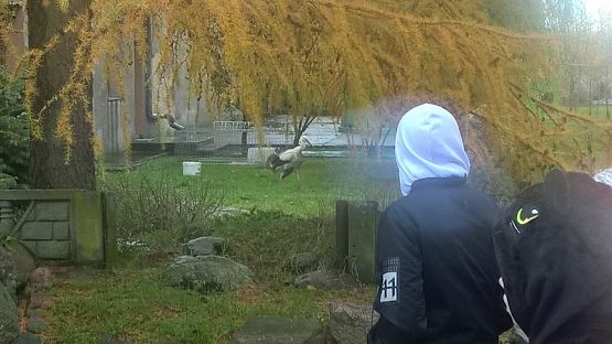  Grafika #11: Wizyta w schronisku zwierząt w Małoszycach