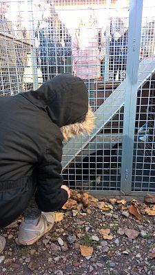 Grafika #4: Wycieczka do schroniska BAJER w Małoszycach