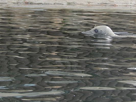  Grafika #8: Wycieczka na HEL